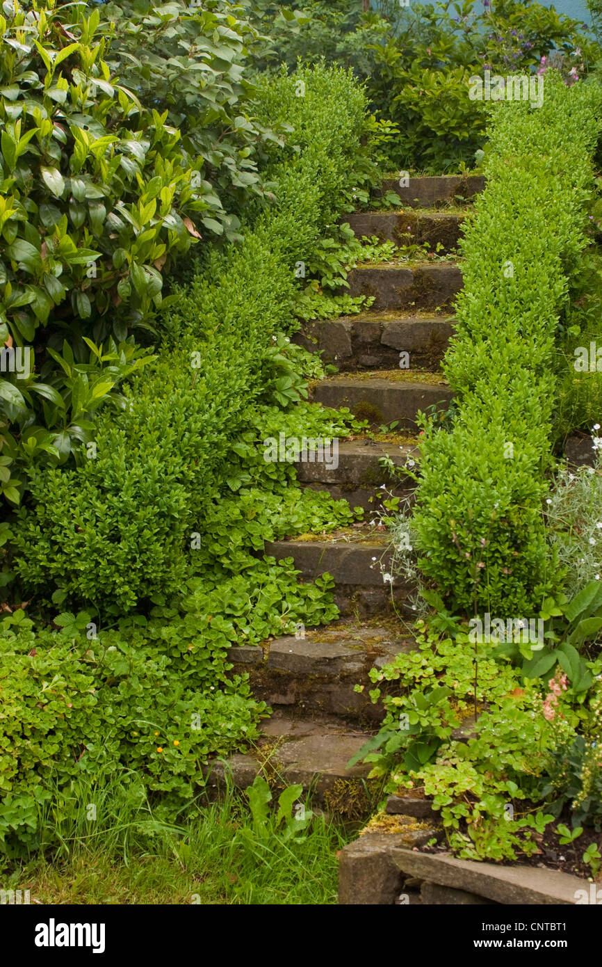 Caucasian stonecrop, two-row stonecrop (Sedum spurium), gaden stair with stonecrop an boxwood hedge, Germany, Rhineland-Palatinate Stock Photo
