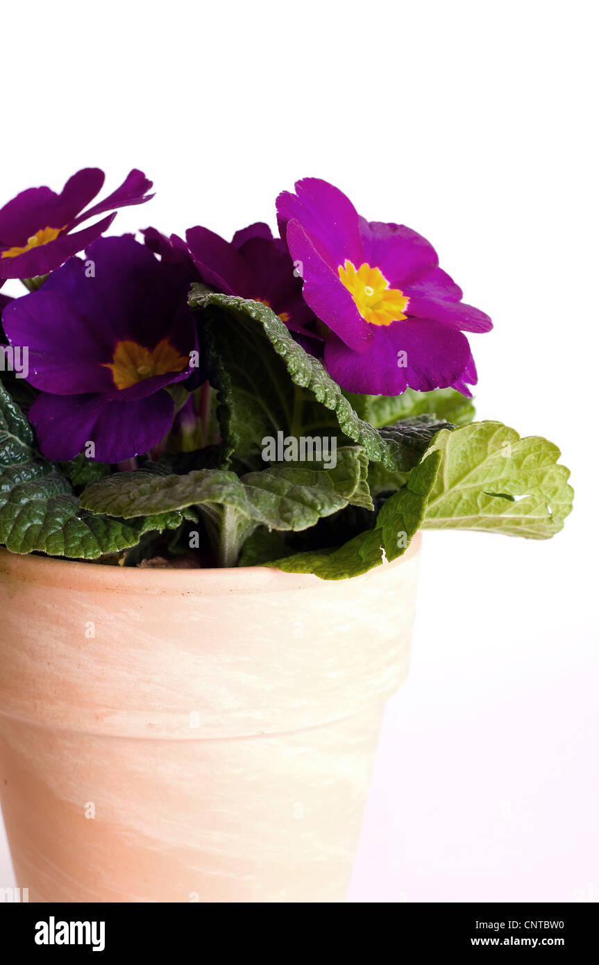 true English primrose (Primula acaulis, Primula vulgaris), primrose in pot Stock Photo