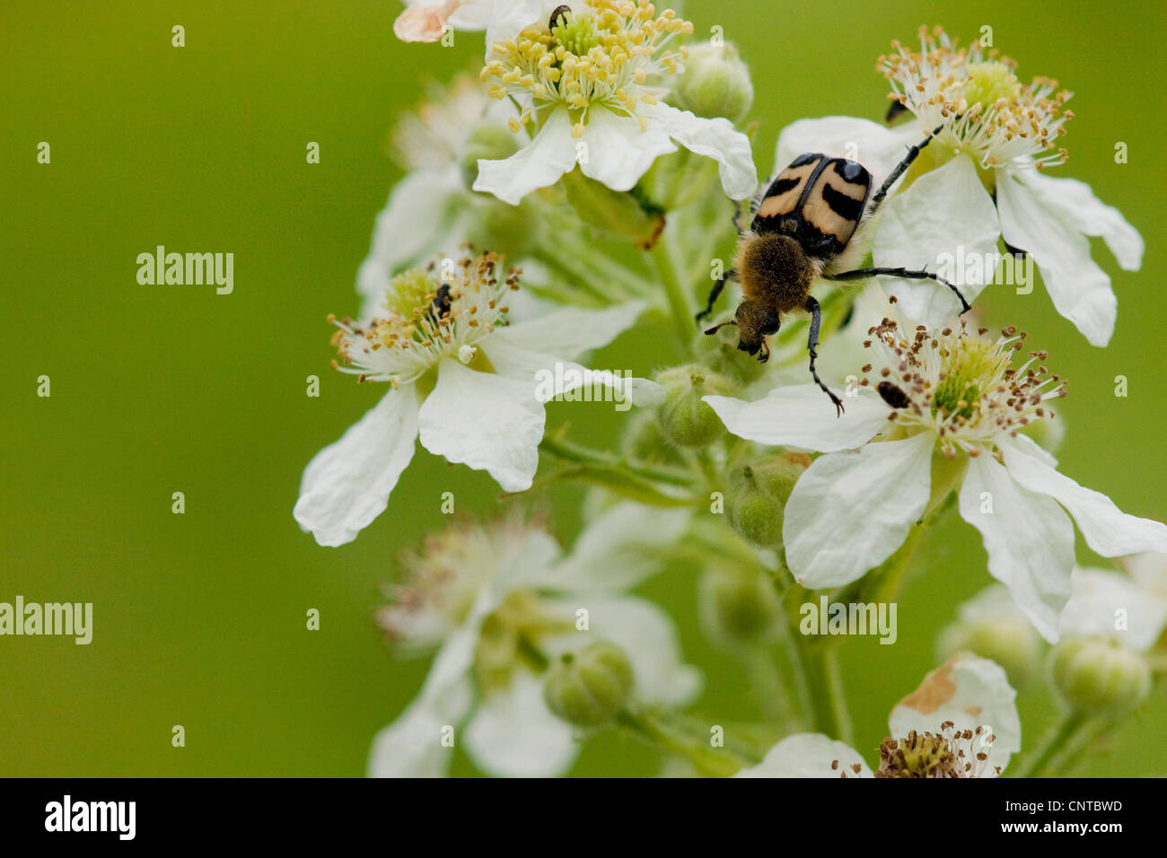 bee chafer, bee beetle (Trichius fasciatus), sitting on white flowers of blackberry, Germany, Rhineland-Palatinate Stock Photo