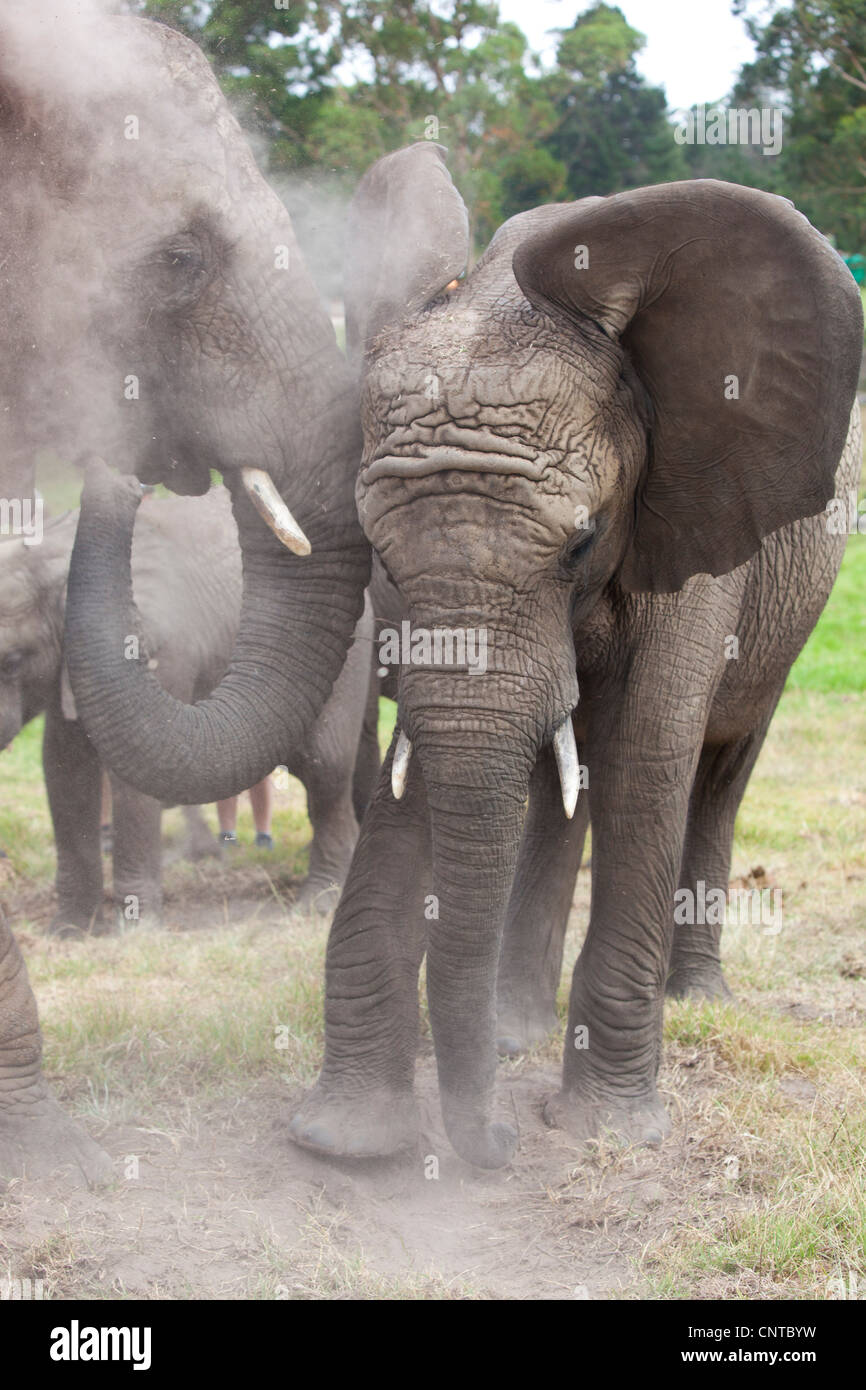 Elephant throwing dirt hires stock photography and images Alamy