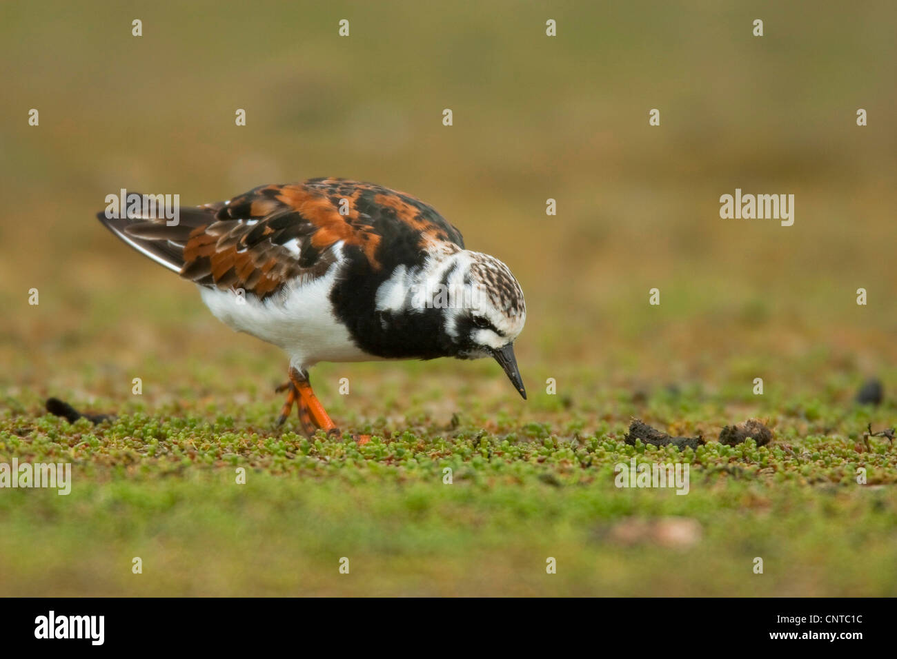 ruddy turnstone (Arenaria interpres), male on the feed, Netherlands, Texel Stock Photo
