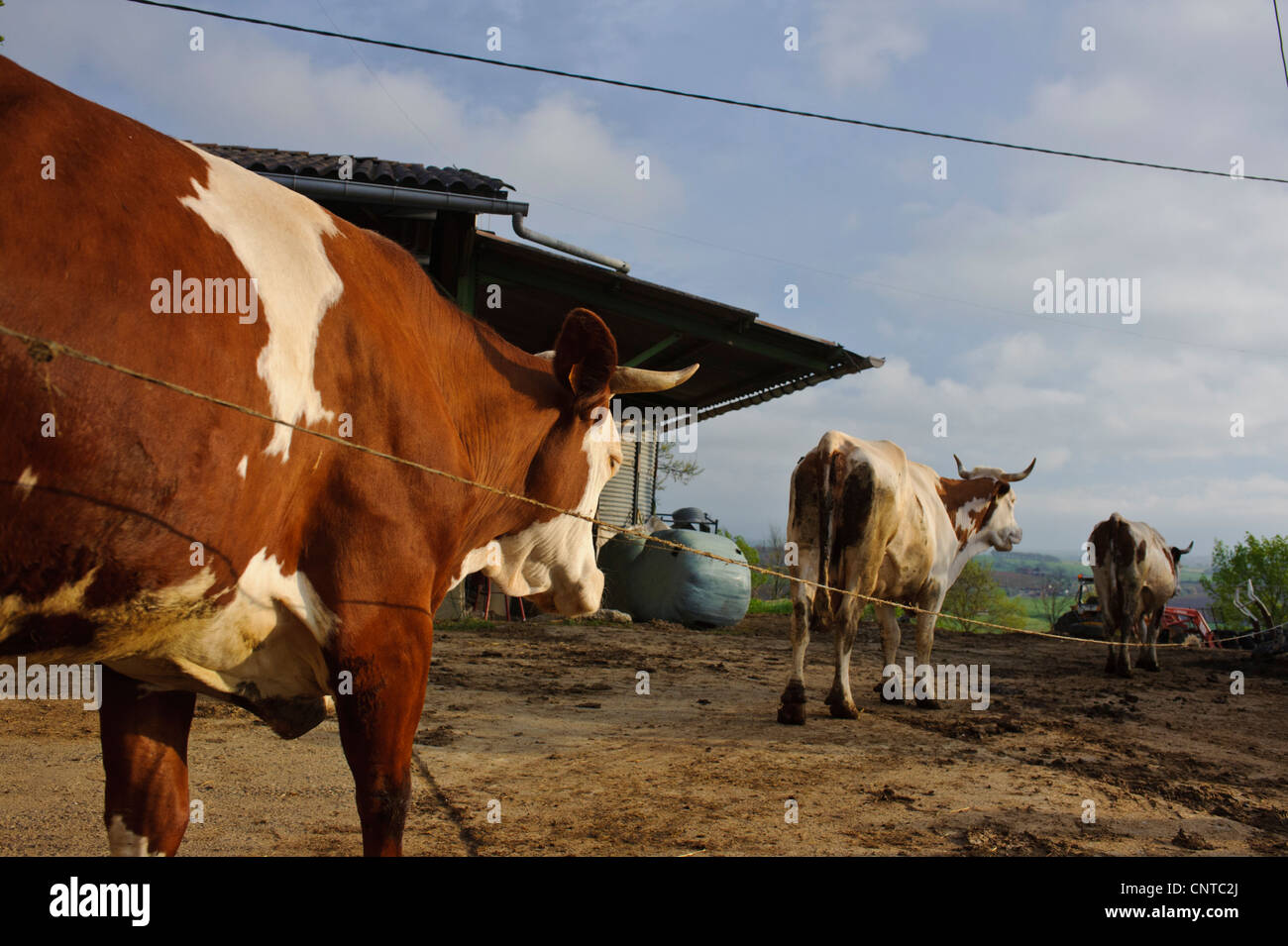 Organic dairy farm cheese farm south of Toulousse France with cattle and a view to the Pyrenees Stock Photo