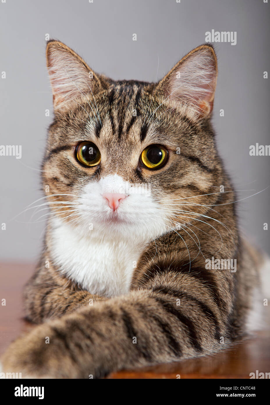 Domestic tabby, gray cat lazily lying on the table Stock Photo