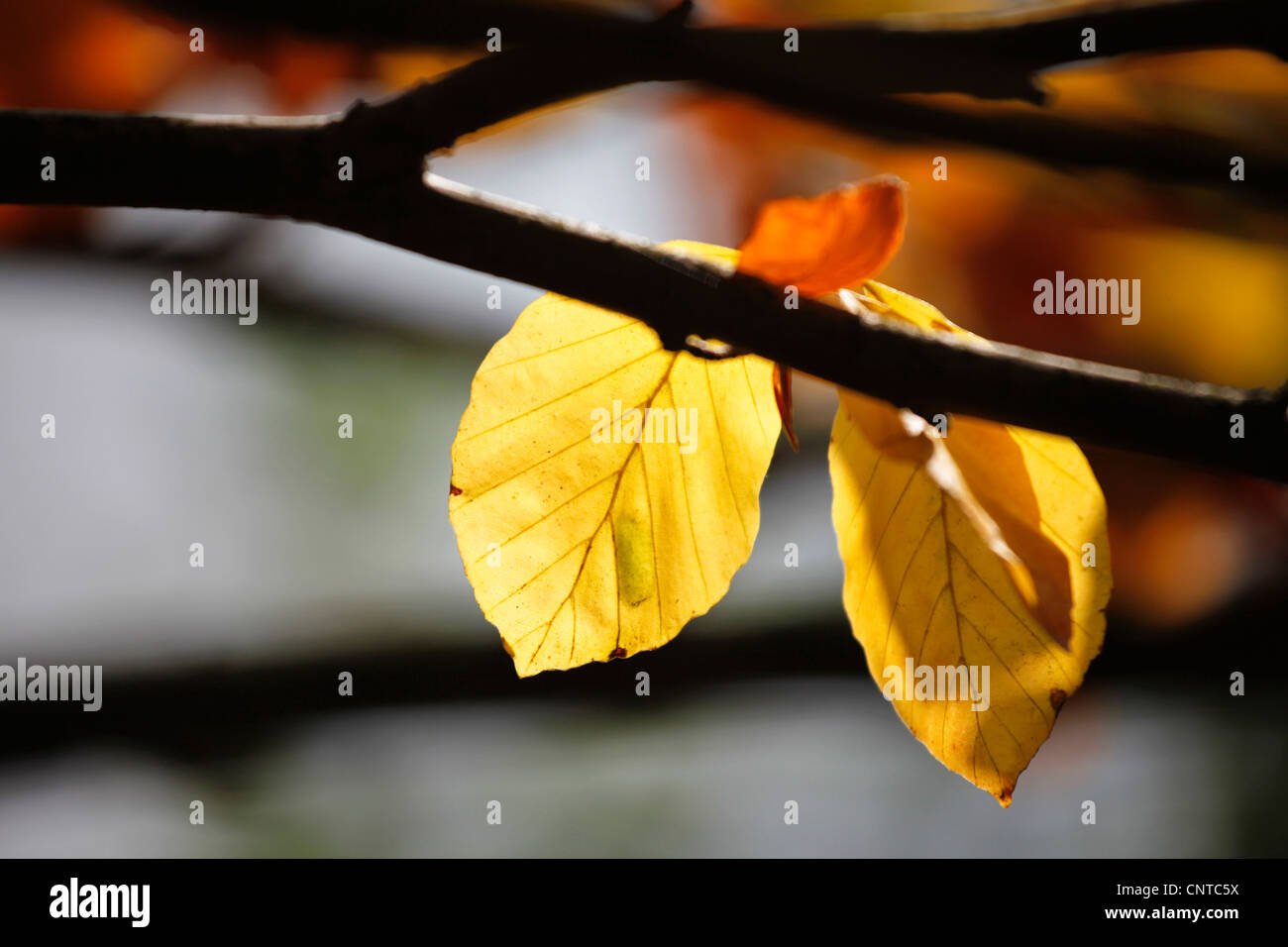common beech (Fagus sylvatica), two leaves at a twig in autumn yellow, Germany Stock Photo
