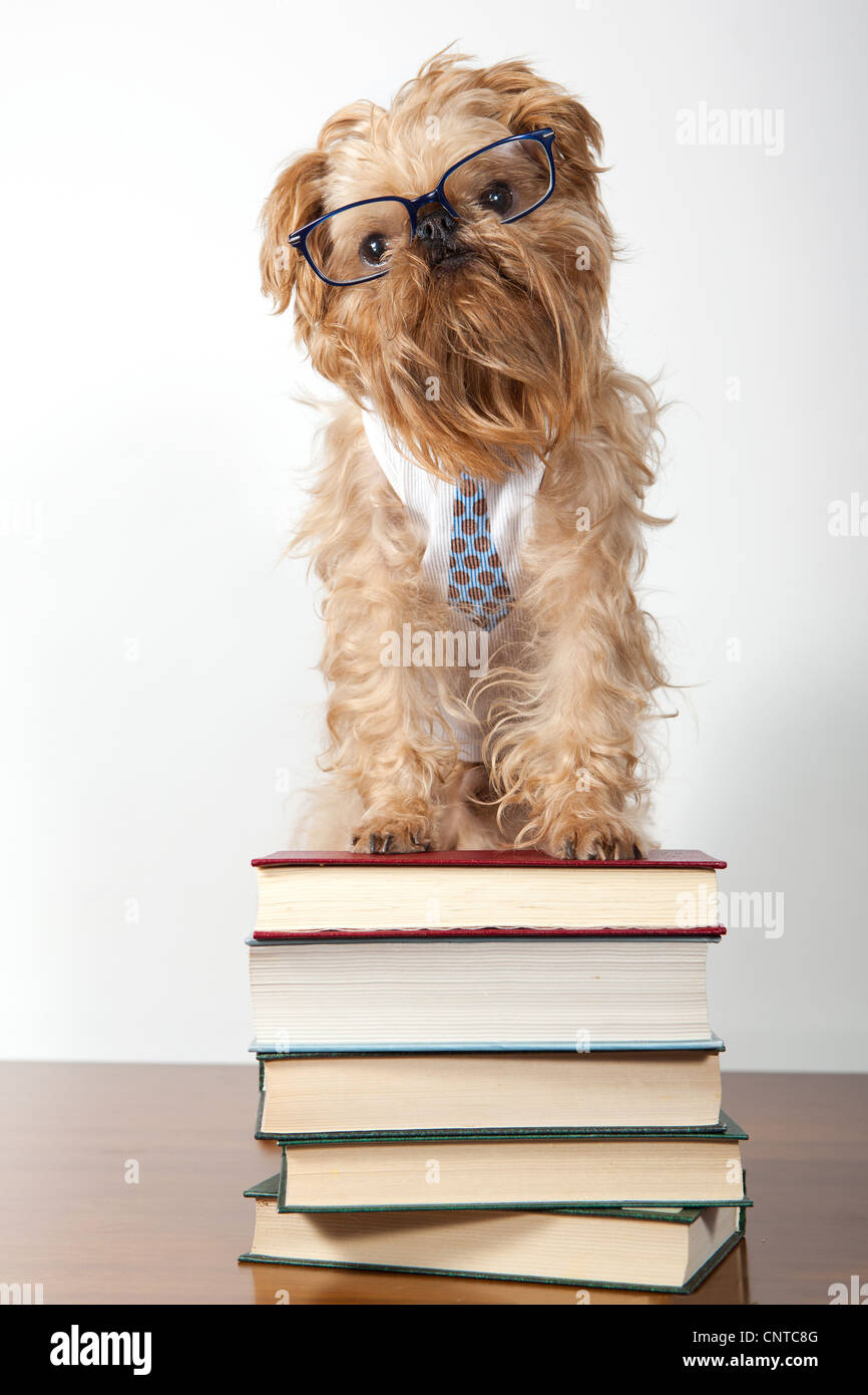 Serious dog in the glasses is on the books Stock Photo