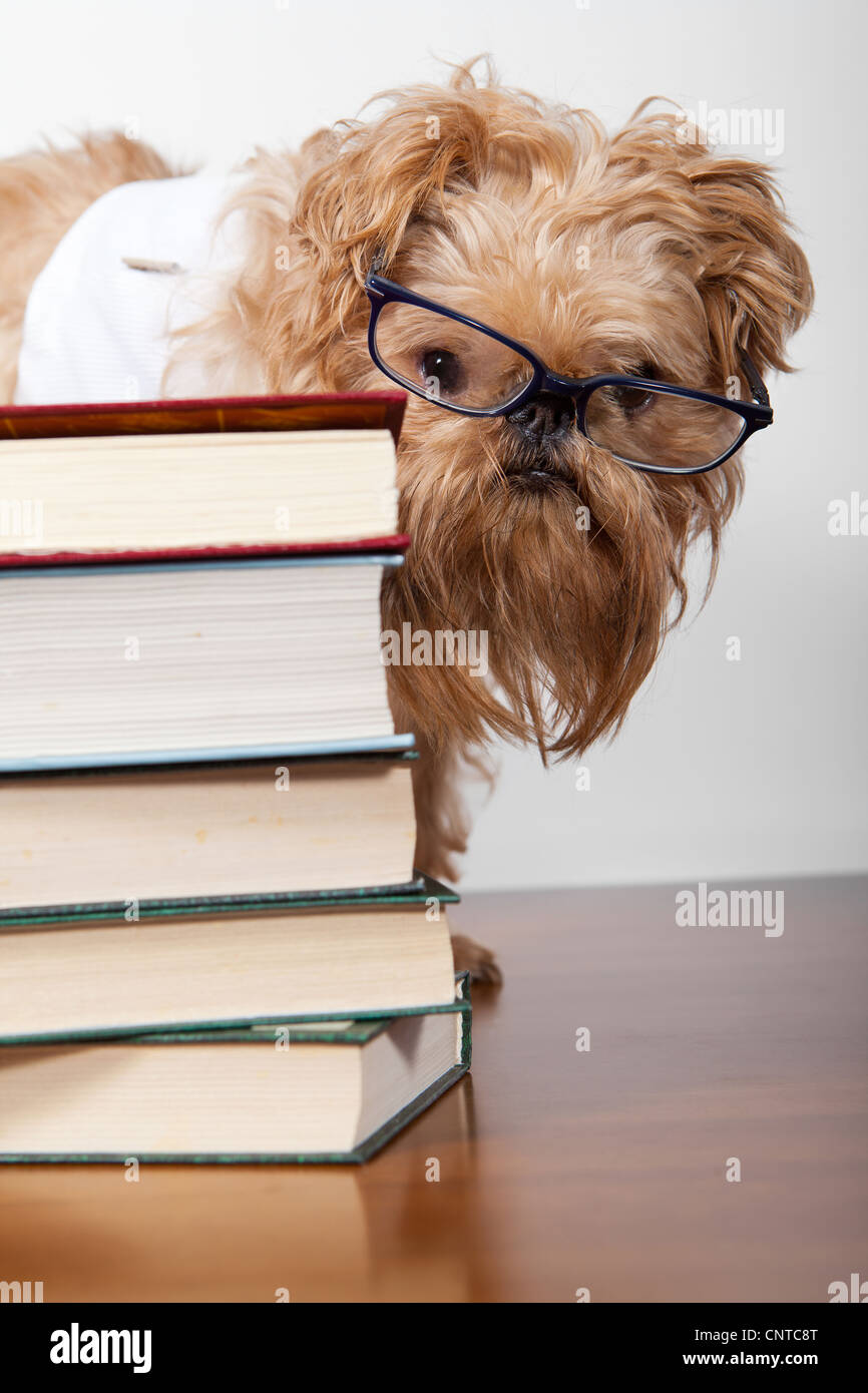 Dog in glasses hidden behind a heap of books Stock Photo