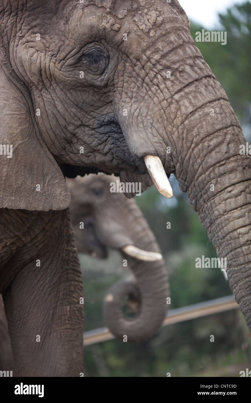 Elephants eating at Knysna Elephant Park, South Africa Stock Photo Alamy