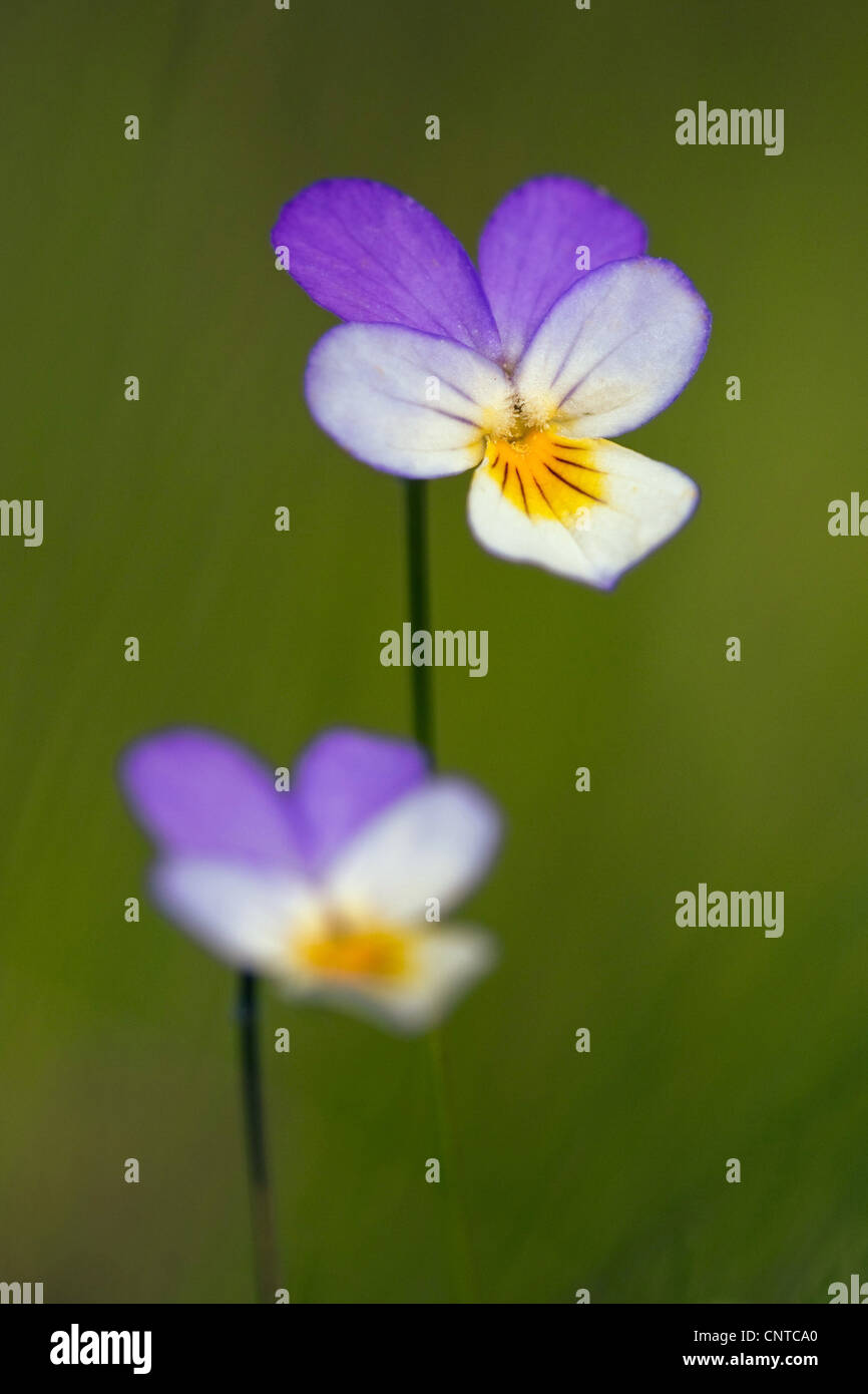 Vertical colored wild flowers hi-res stock photography and images - Alamy