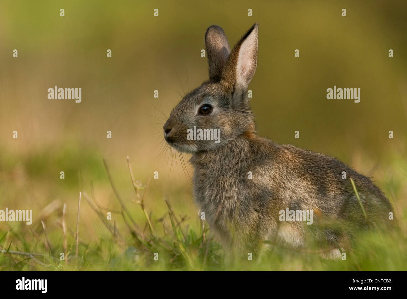 European rabbit (Oryctolagus cuniculus), portrait, Germany, Rhineland ...