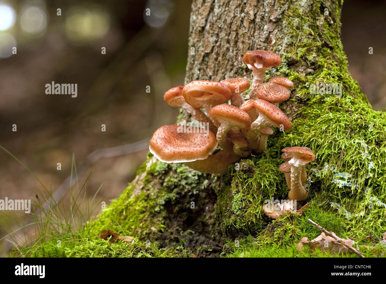 honey fungus (Armillaria mellea), at a tree trunk, Germany, Rhineland-Palatinate Stock Photo