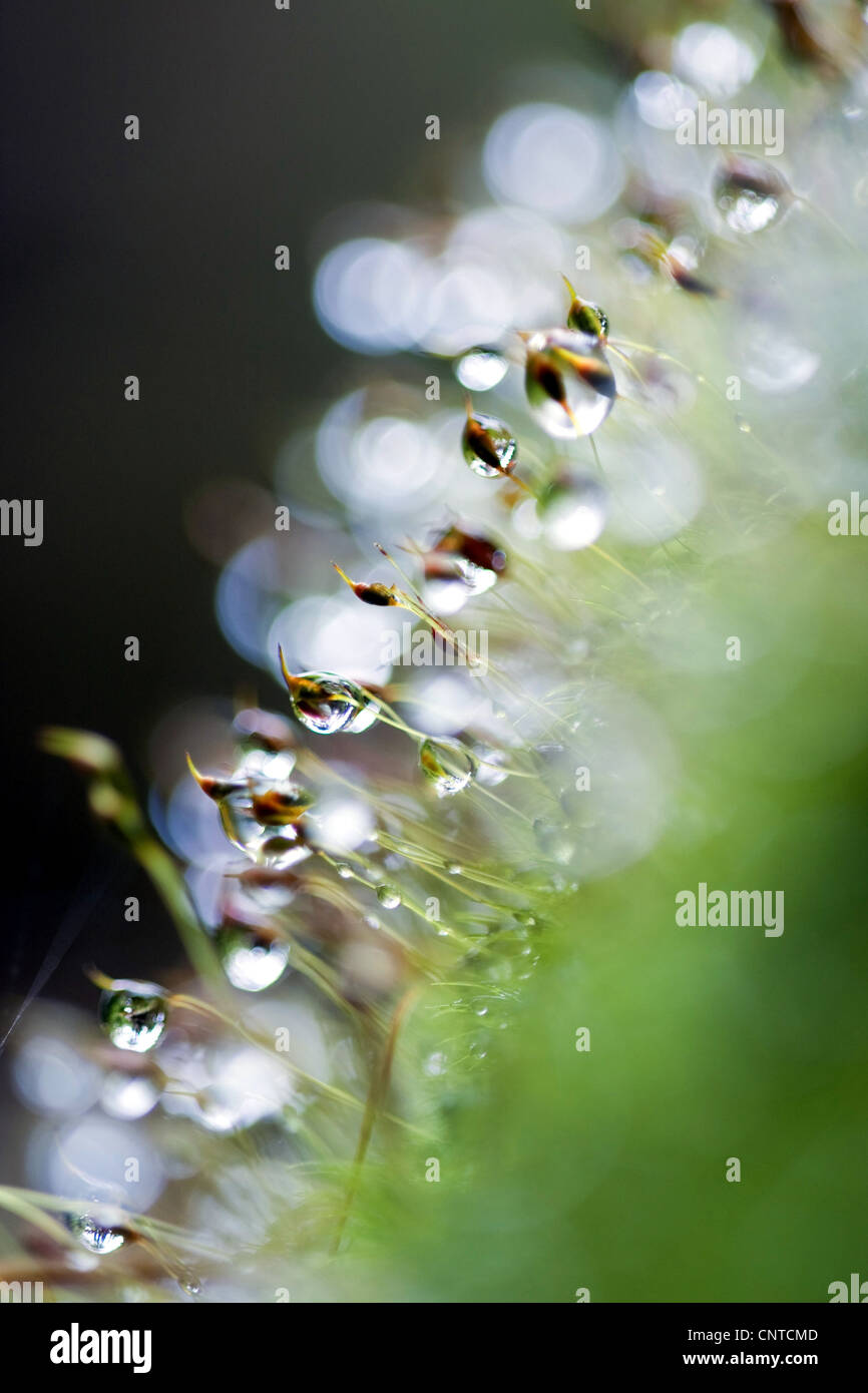 Moos capsules with morning dew, Germany, Rhineland-Palatinate Stock Photo