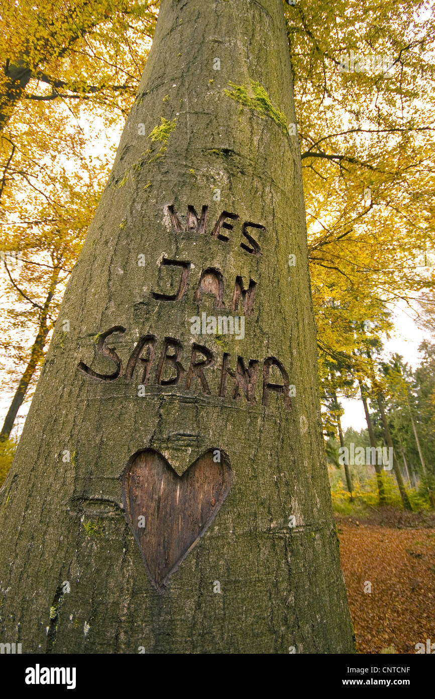 Names carved tree hires stock photography and images Alamy
