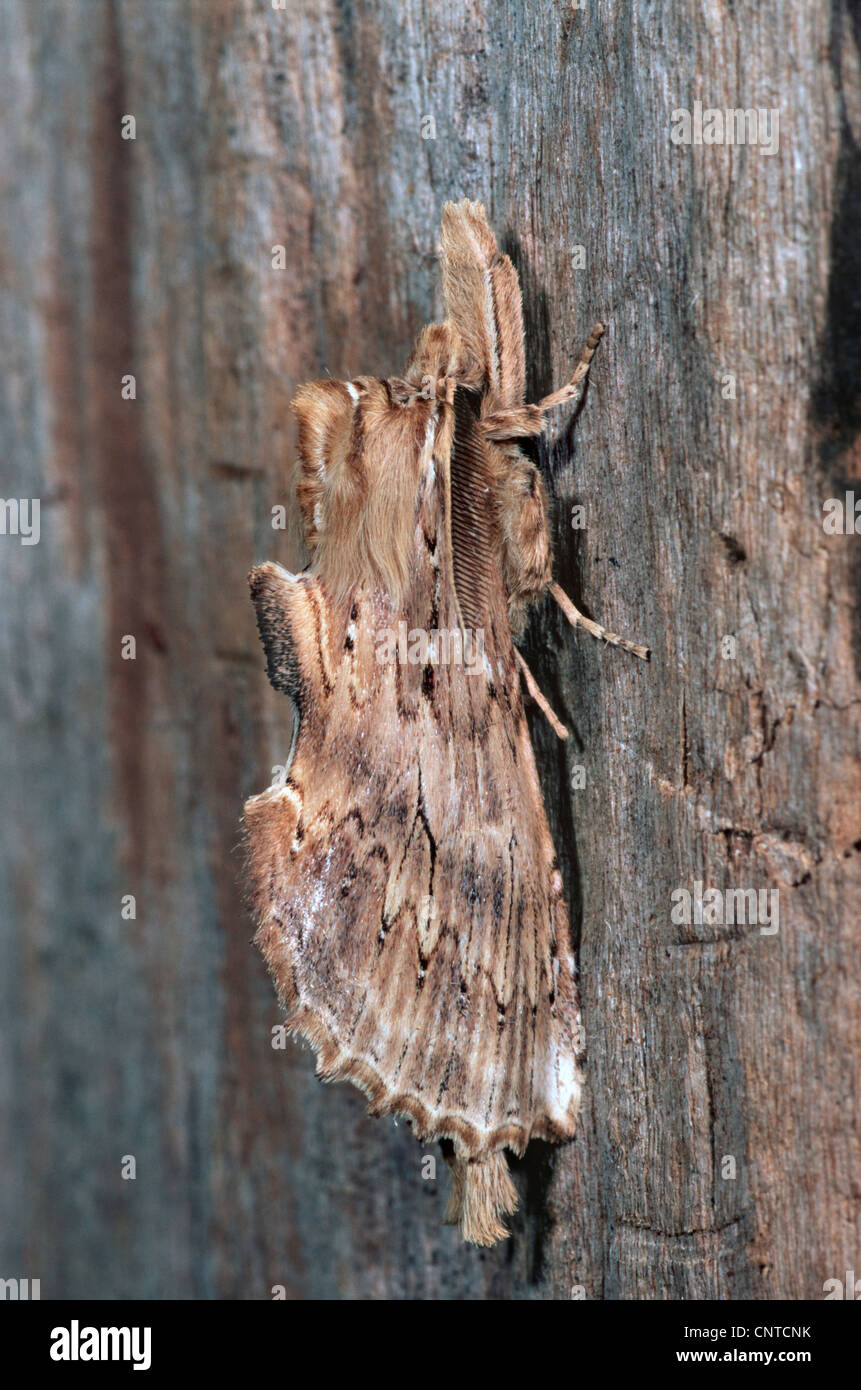 Pale Prominent (Pterostoma palpina), sitting on bark, Germany Stock Photo