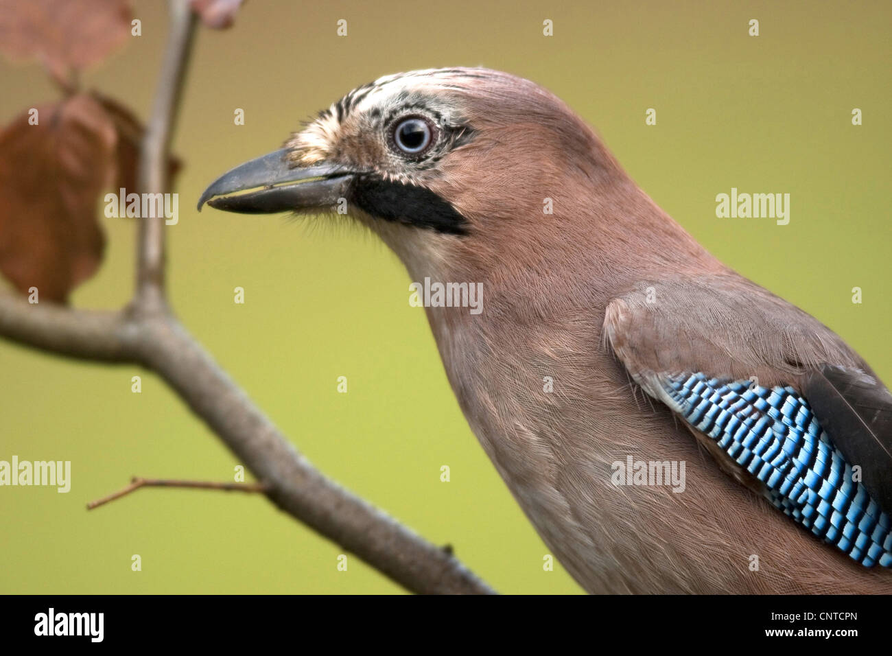 jay (Garrulus glandarius), half-length portait with the typical bright blue colouration of the wings, Germany, Rhineland-Palatinate Stock Photo