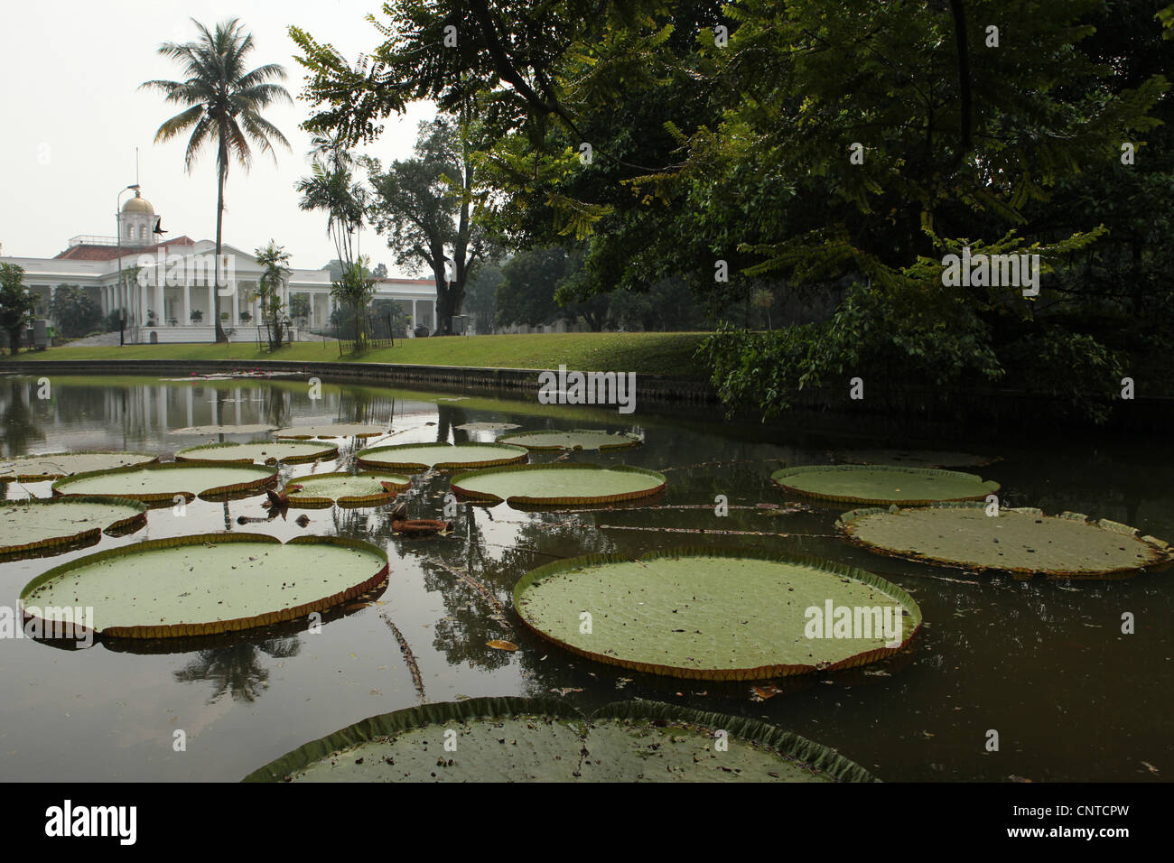 Victoria leaves in the Bogor Botanical Gardens, West Java, Indonesia ...