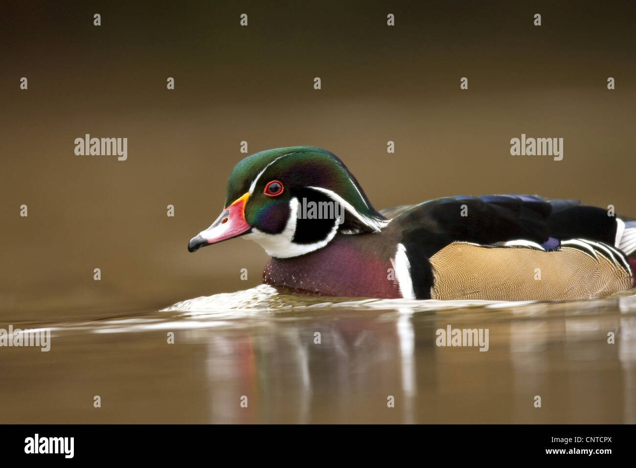 wood duck (Aix sponsa), swimming male in nuptial colouration, Germany, North Rhine-Westphalia Stock Photo