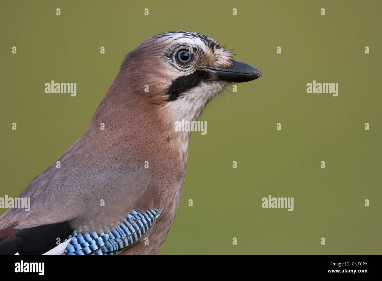 jay (Garrulus glandarius), half-length portait with the typical bright blue colouration of the wings, Germany, Rhineland-Palatinate Stock Photo