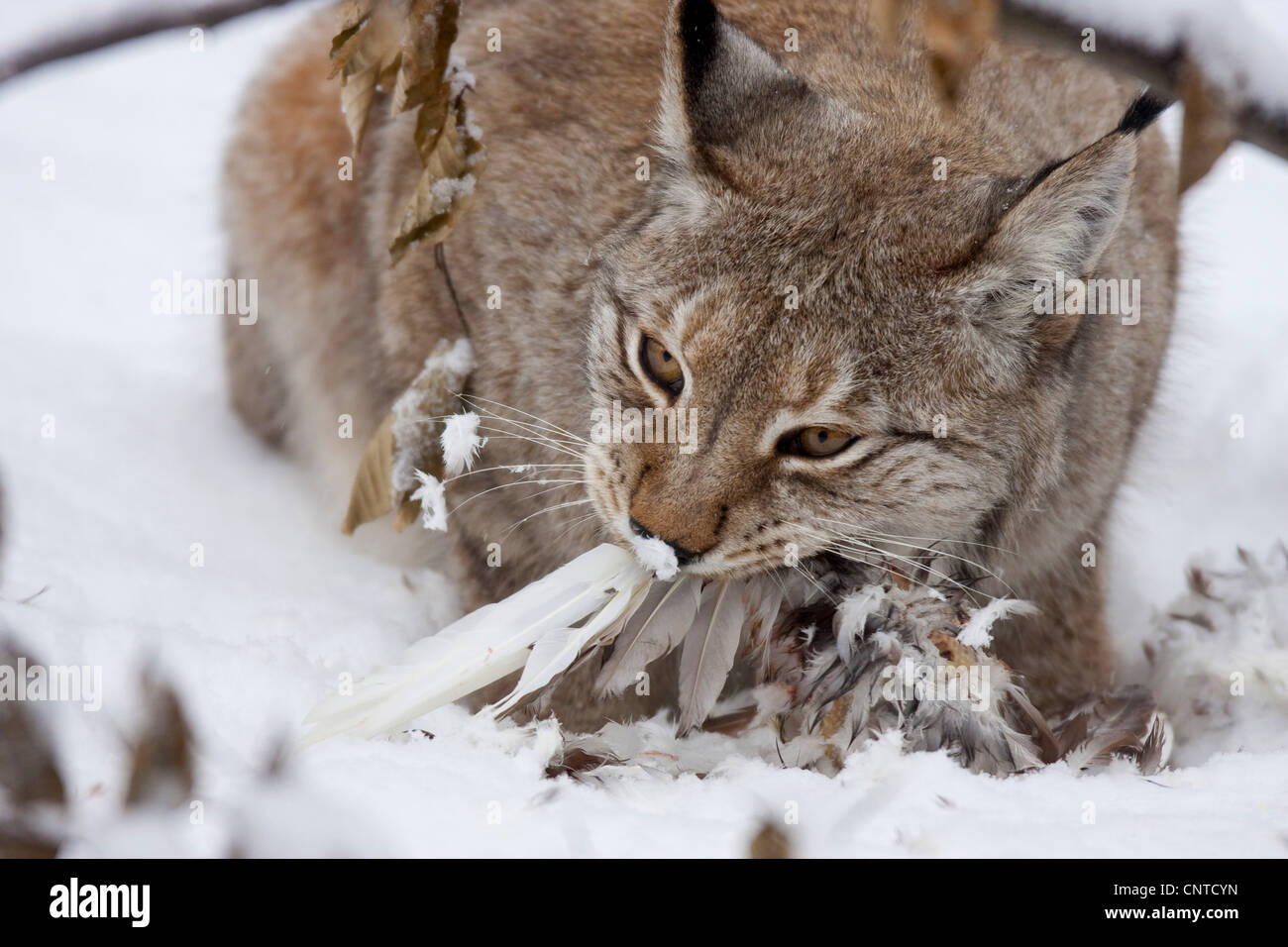Eurasian lynx (Lynx lynx), feeding on a pheasant, Germany Stock Photo ... - Lynx Snake Feeding