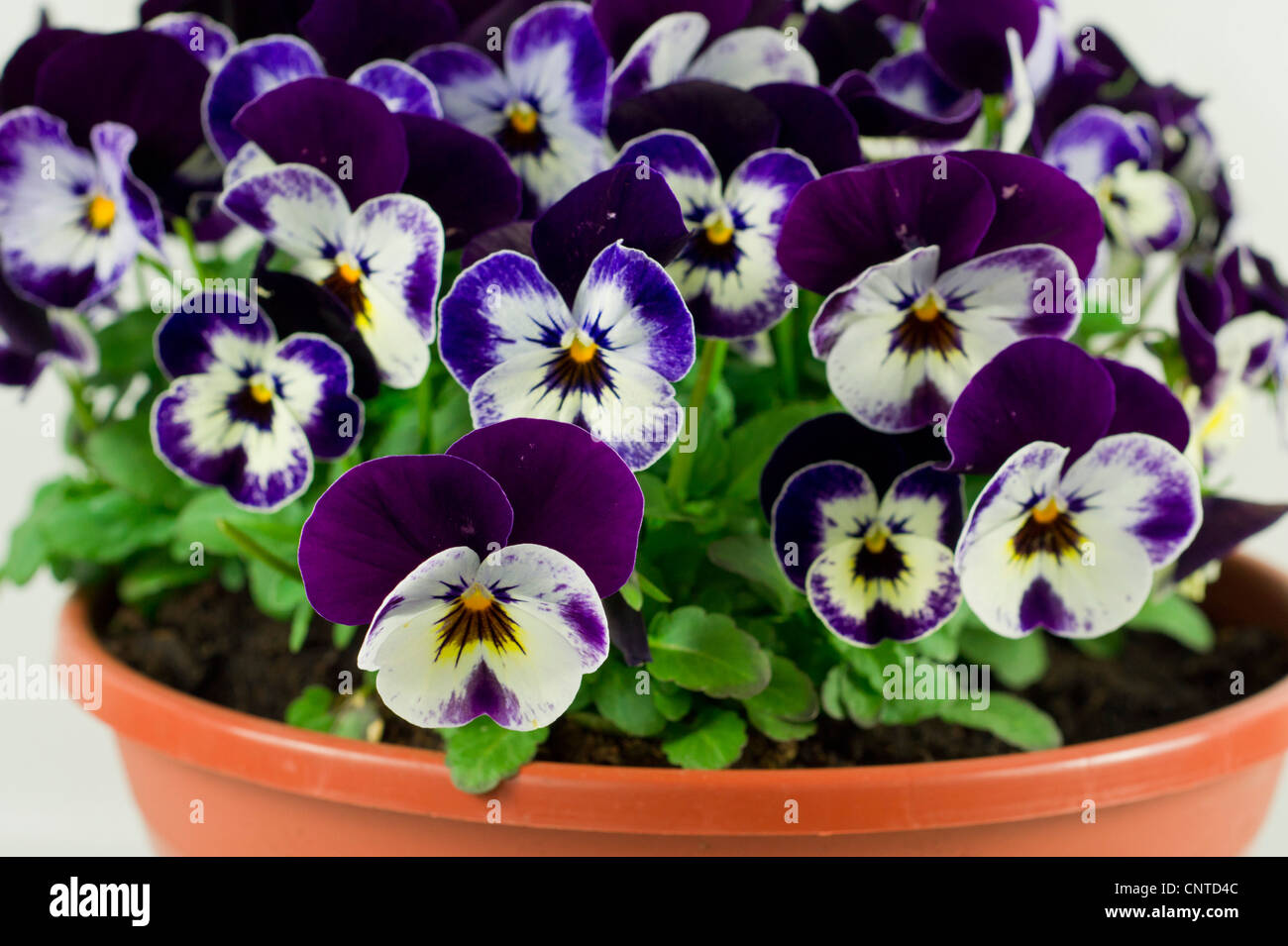 Pot with Fragrant small Viola flowers Stock Photo Alamy