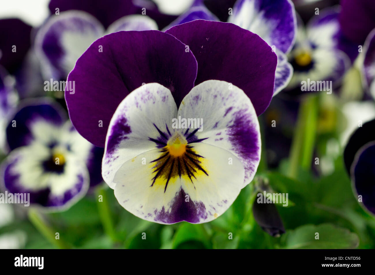 Fragrant small Viola  flowers Stock Photo