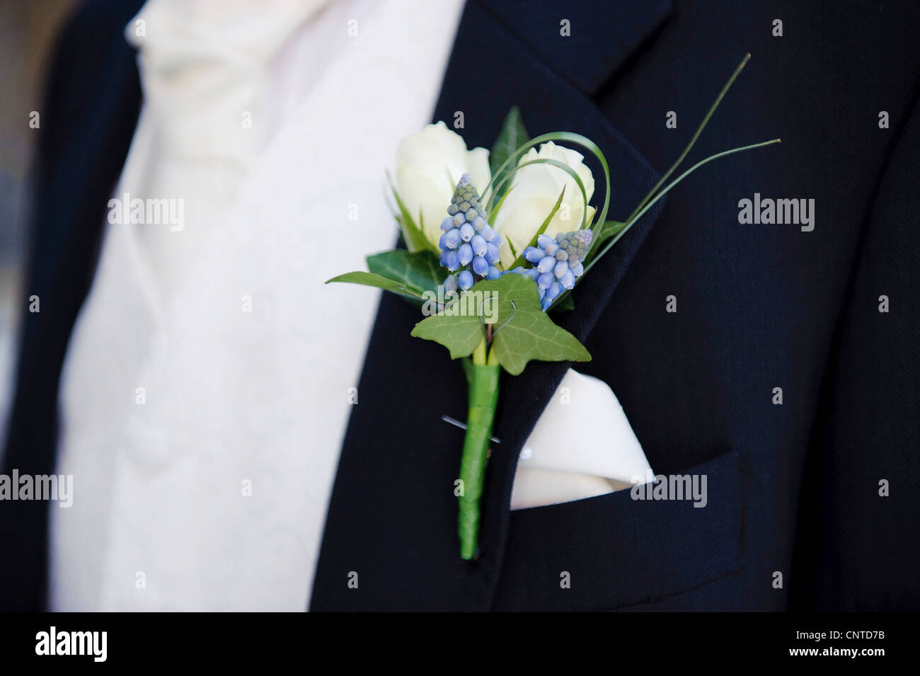 grooms buttonhole on navy blue suit collar with white, cream roses and blubell Stock Photo
