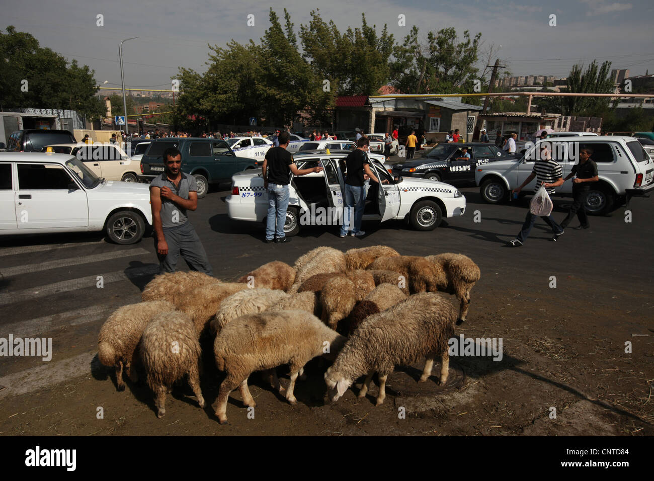 Street vendor sells sheep for animal sacrifices during a local festival in Nork Marash district in Yerevan, Armenia. Stock Photo