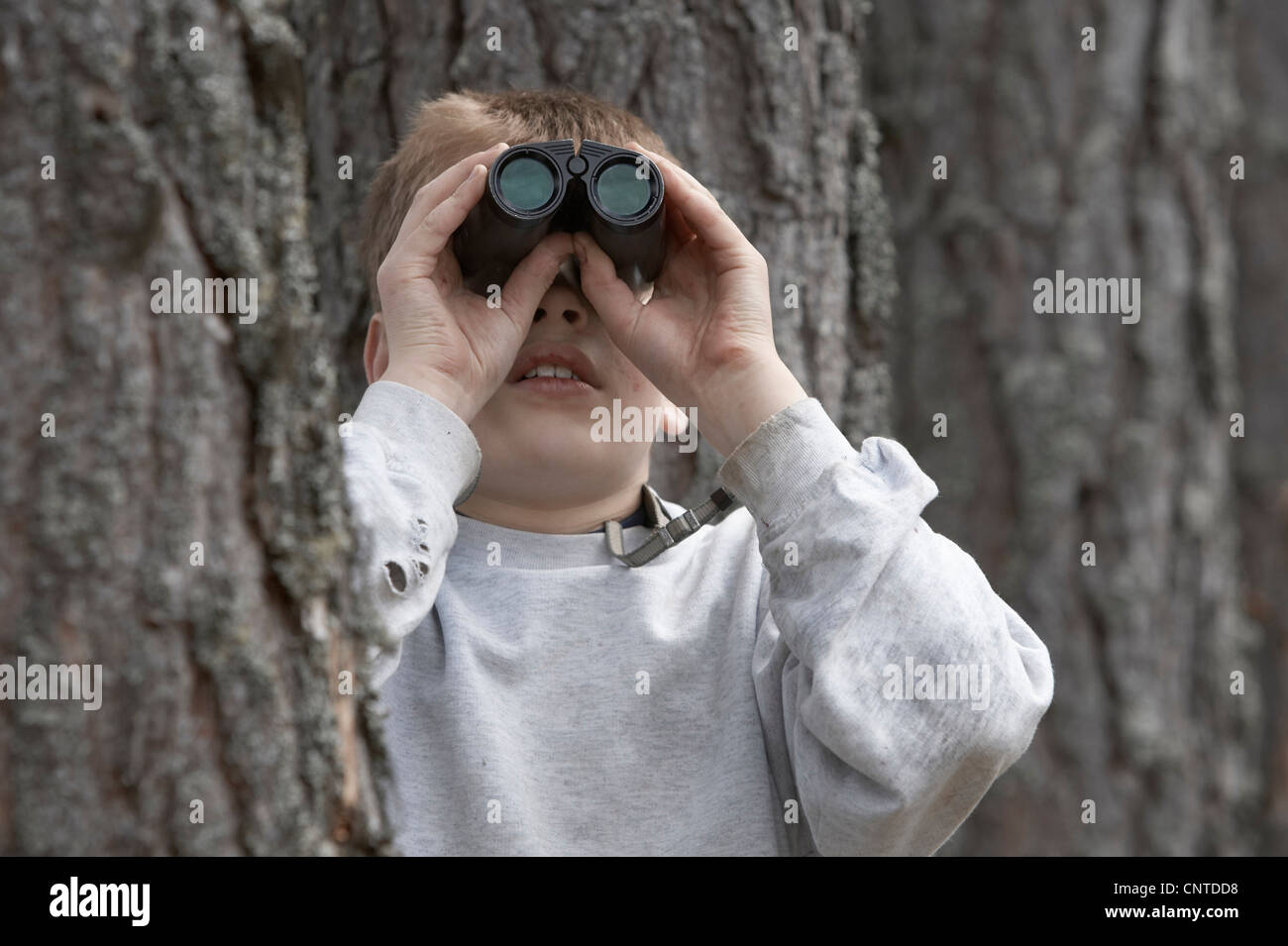 boy standing between trees looking up through binoculars, United Kingdom, Scotland, Cairngorms National Park Stock Photo