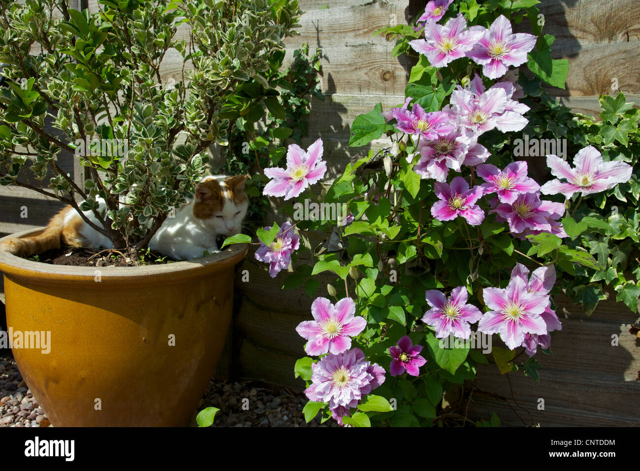 A Clematis plant with a sleeping cat. England Stock Photo