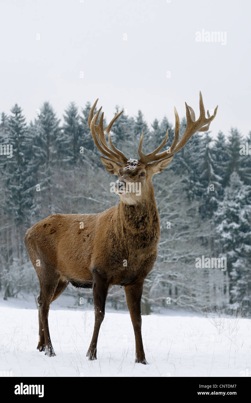 red deer (Cervus elaphus), Stag standing on a snowy clearing, Germany Stock Photo