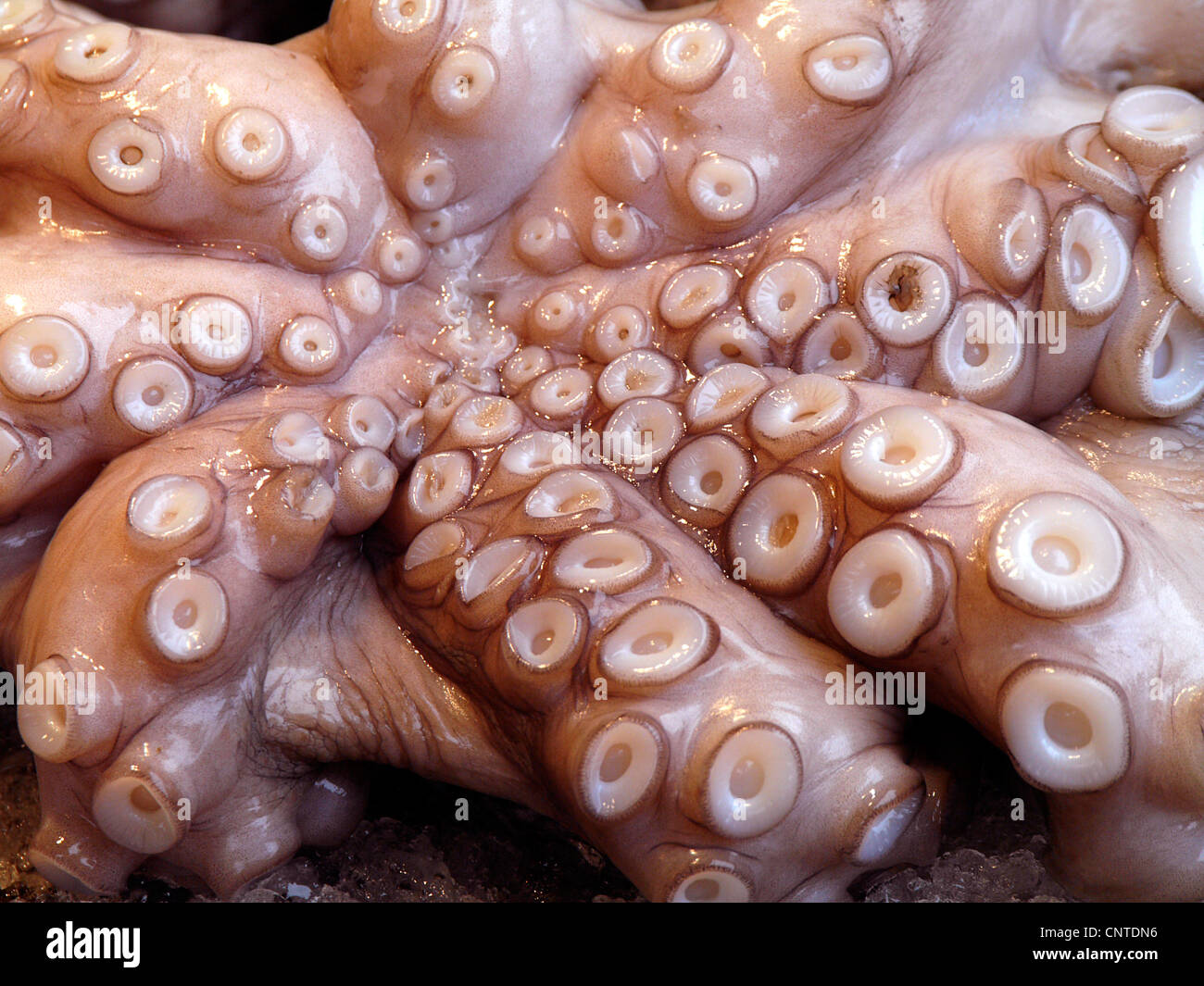 вот у осьминога голова в жопе фото 69