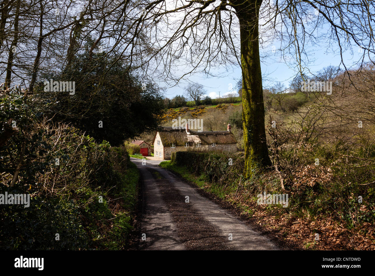 Thatched cottage in the Blackdown Hills in Somerset, an Area of