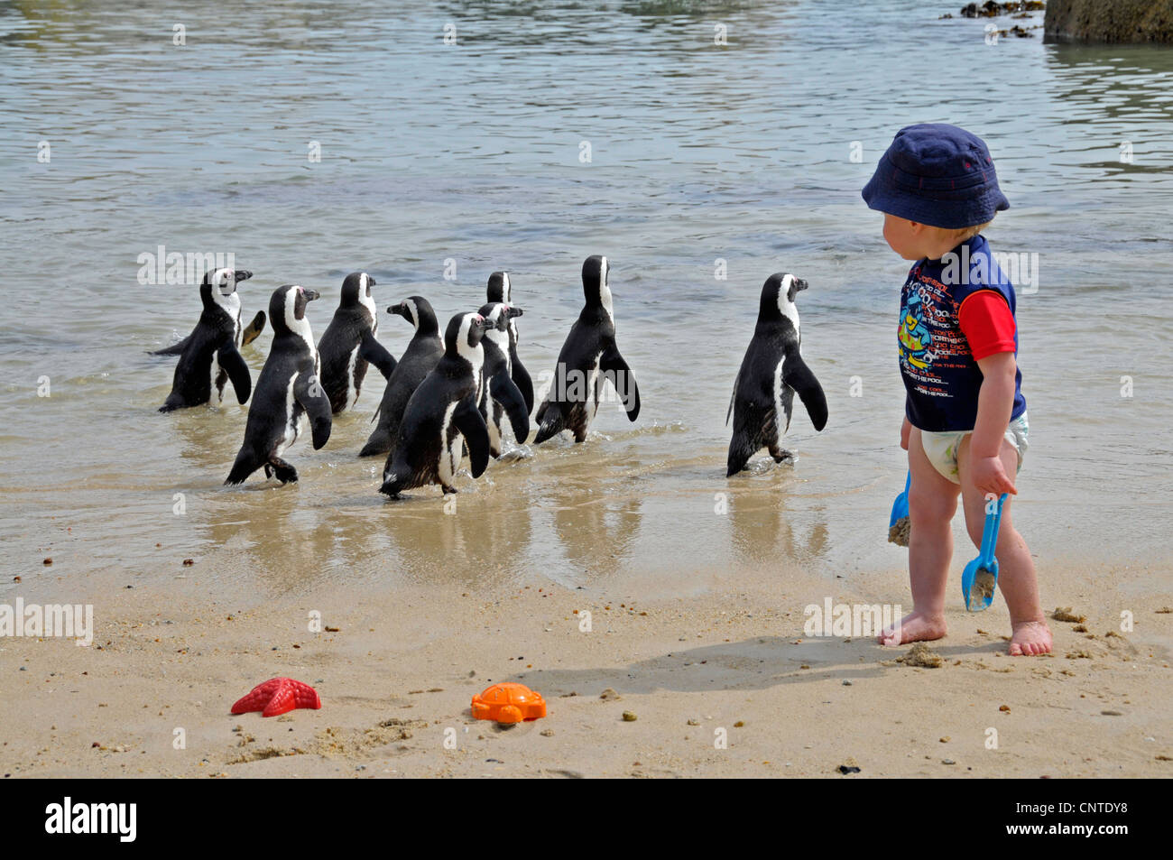 jackass penguin, African penguin, blackfooted penguin (Spheniscus