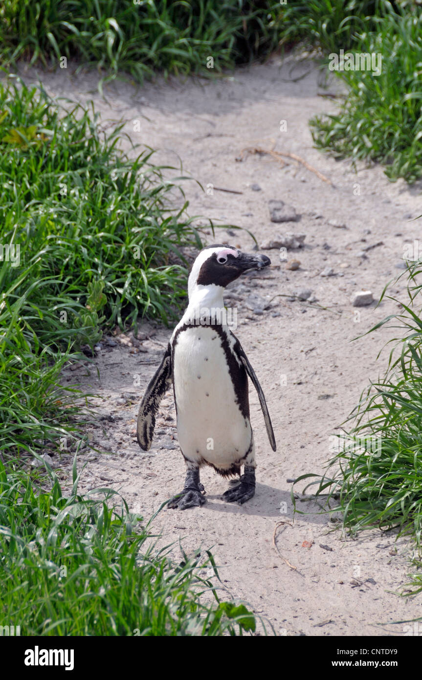 jackass penguin, African penguin, black-footed penguin (Spheniscus demersus), walking on a path in the sand dunes, South Africa, Western Cape , Boulders Beach, Simon's Town Stock Photo