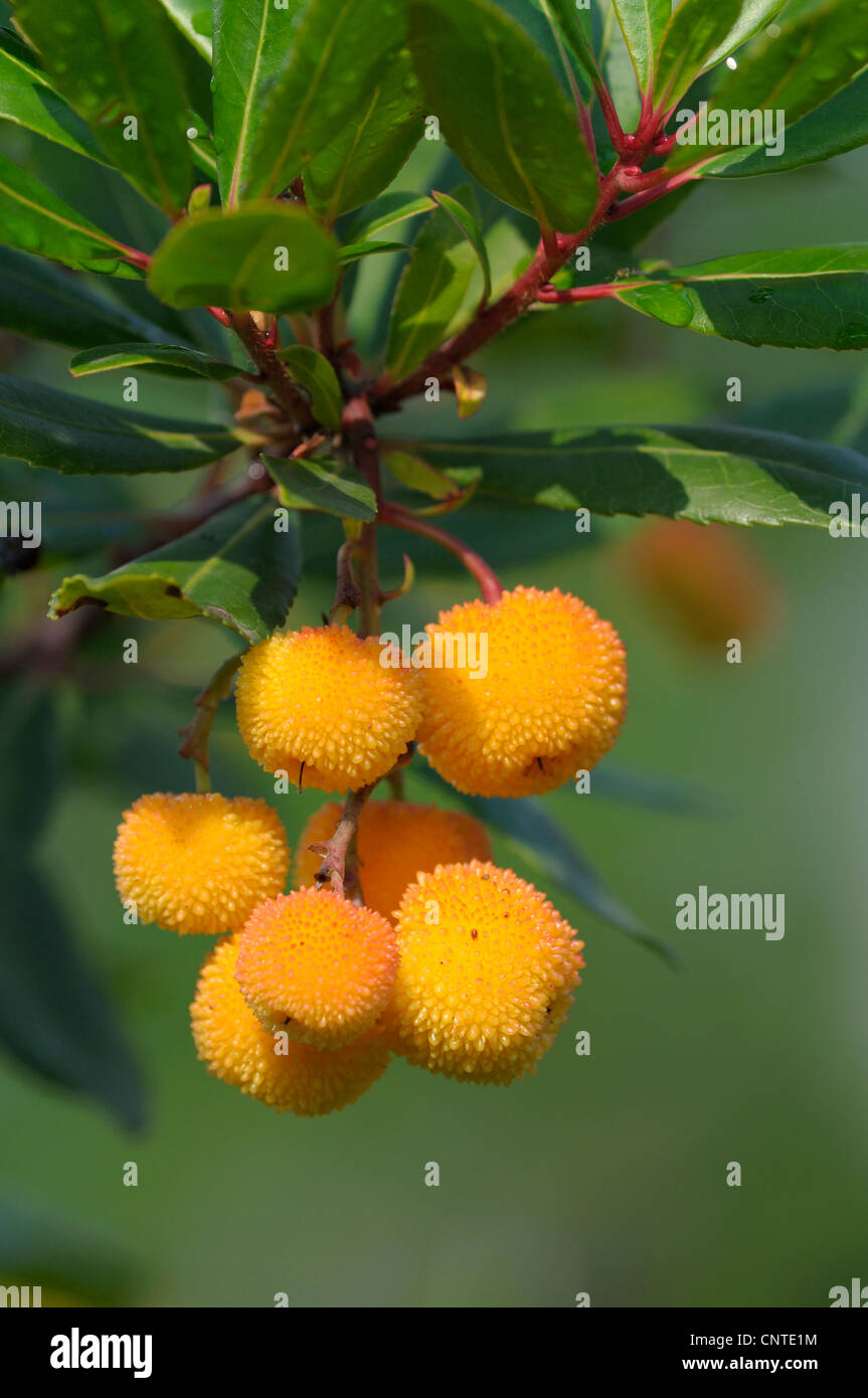 Killarney Strawberry Tree Arbutus Unedo Unripe Fruits At A Twig Germany Stock Photo Alamy