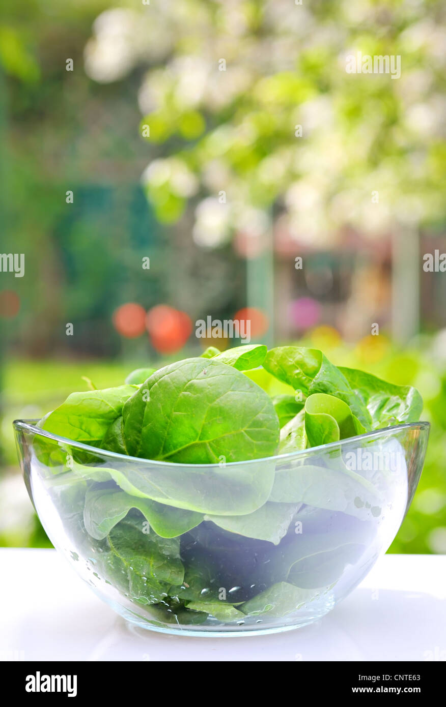 spinach salad Stock Photo