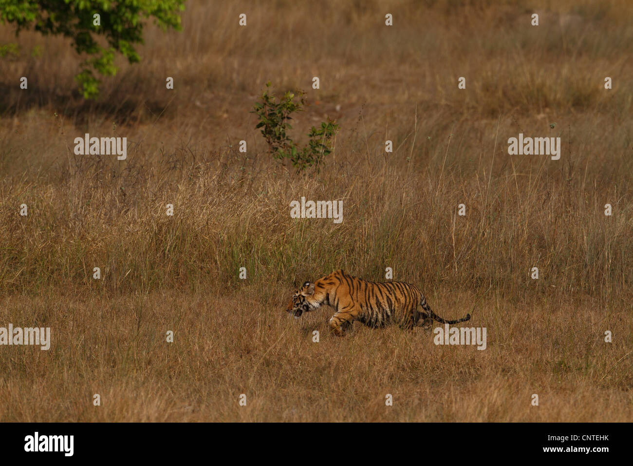 Tiger Cubs In Bandhavgarh National Park India Stock Photo Alamy