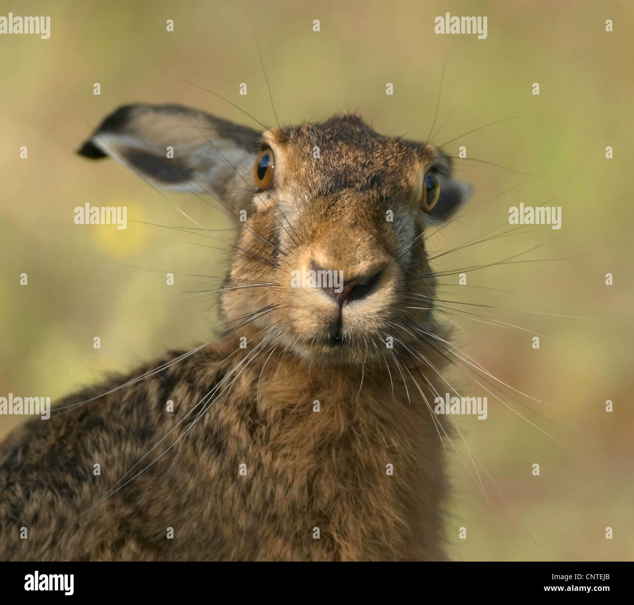 Drooping ears hi-res stock photography and images - Alamy