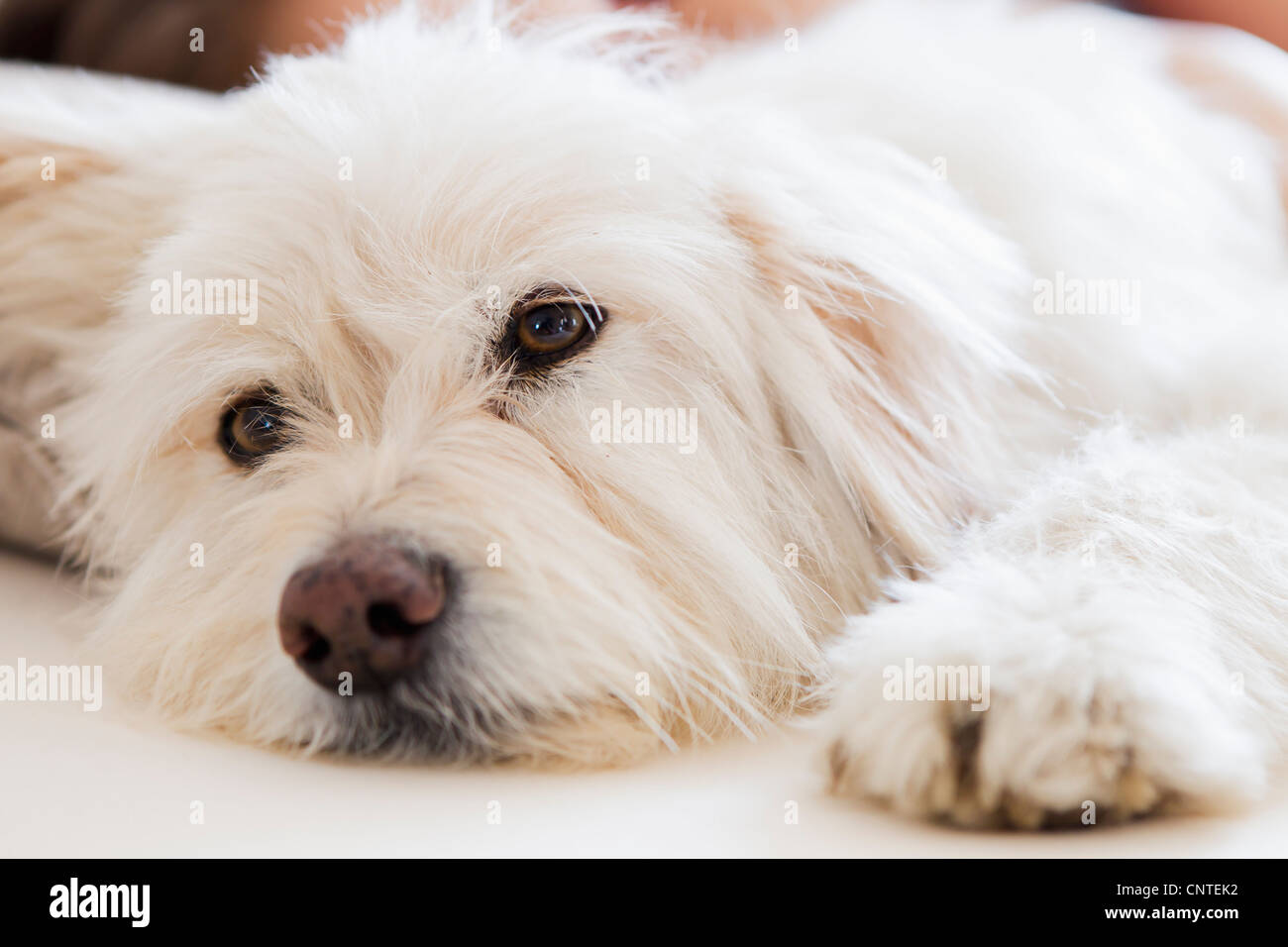 Close up of dogs face Stock Photo Alamy