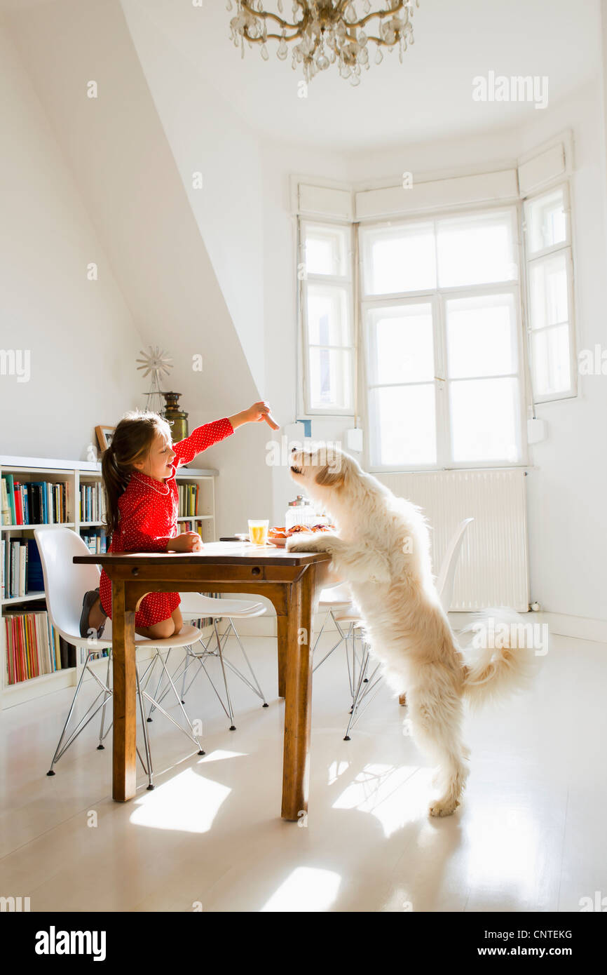 Girl feeding dog at table Stock Photo Alamy
