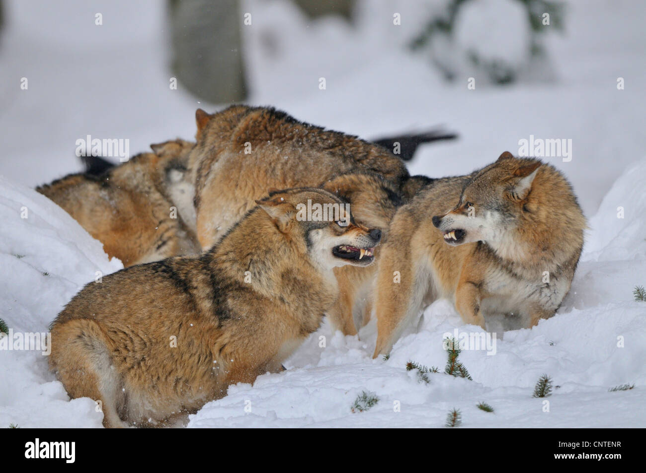 European gray wolf (Canis lupus lupus), two individuals on snow at conflict, Germany Stock Photo