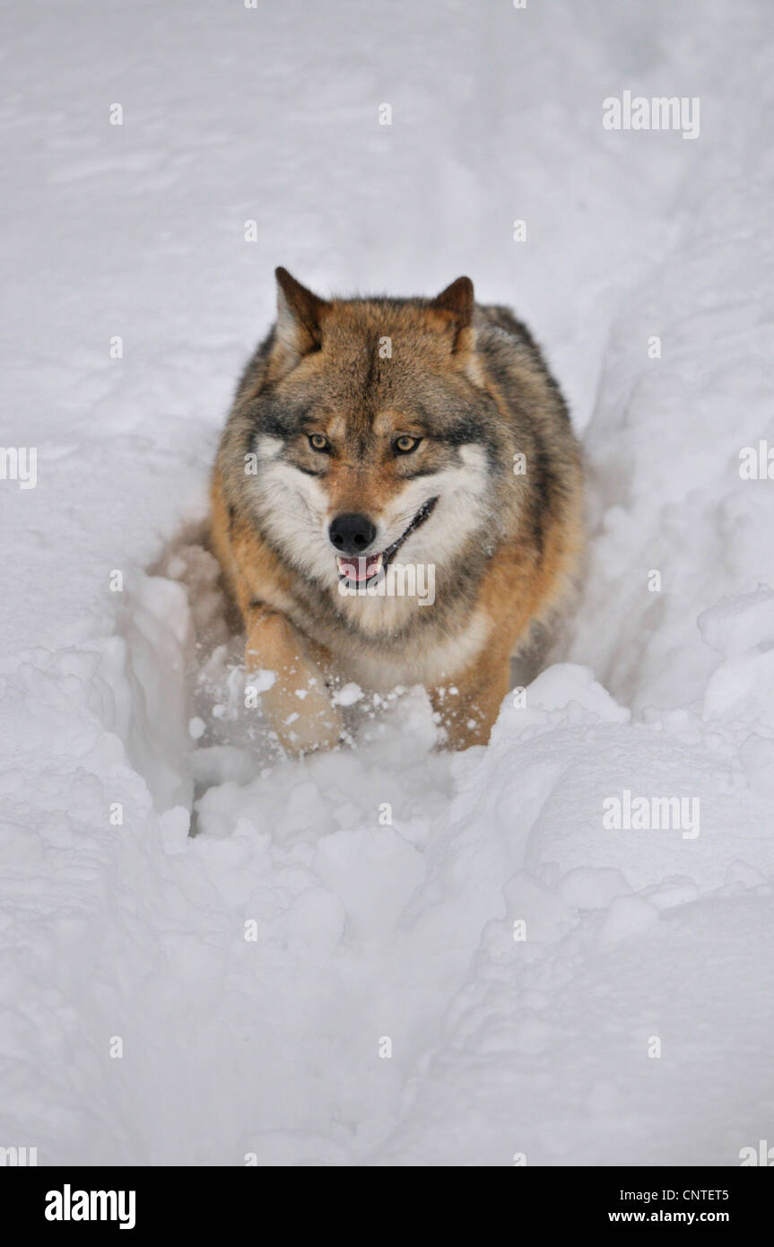 European gray wolf (Canis lupus lupus), Wolf running in snow, frontal ...