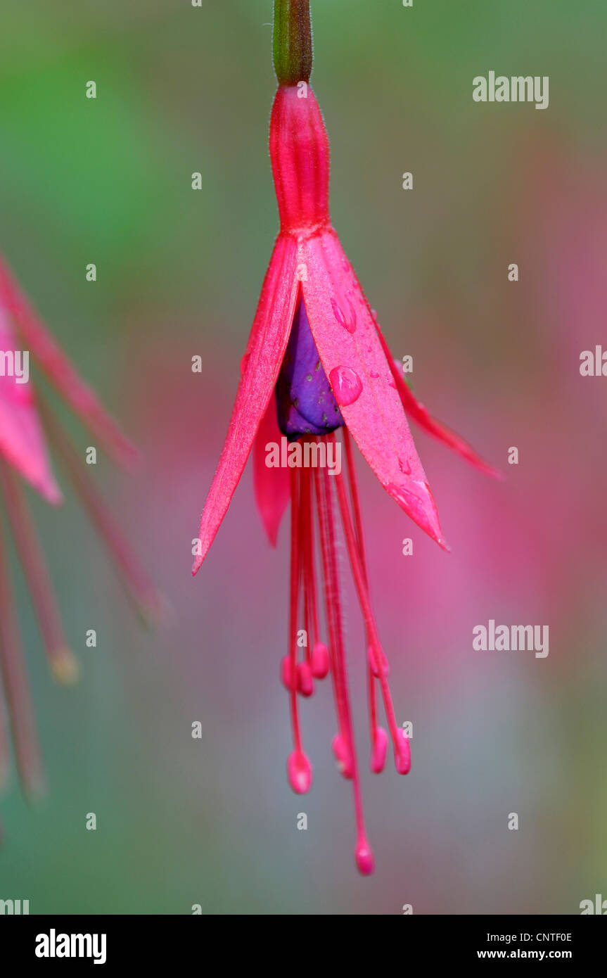 Hardy Fuchsia (Fuchsia magellanica), flower Stock Photo