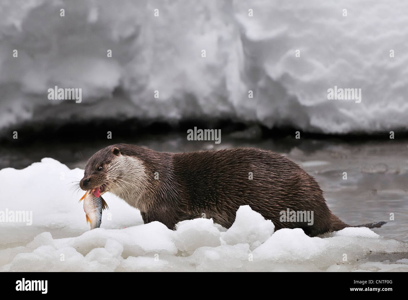 European river otter, European Otter, Eurasian Otter (Lutra lutra), eating fish in front of snowy brook in winter, Germany Stock Photo