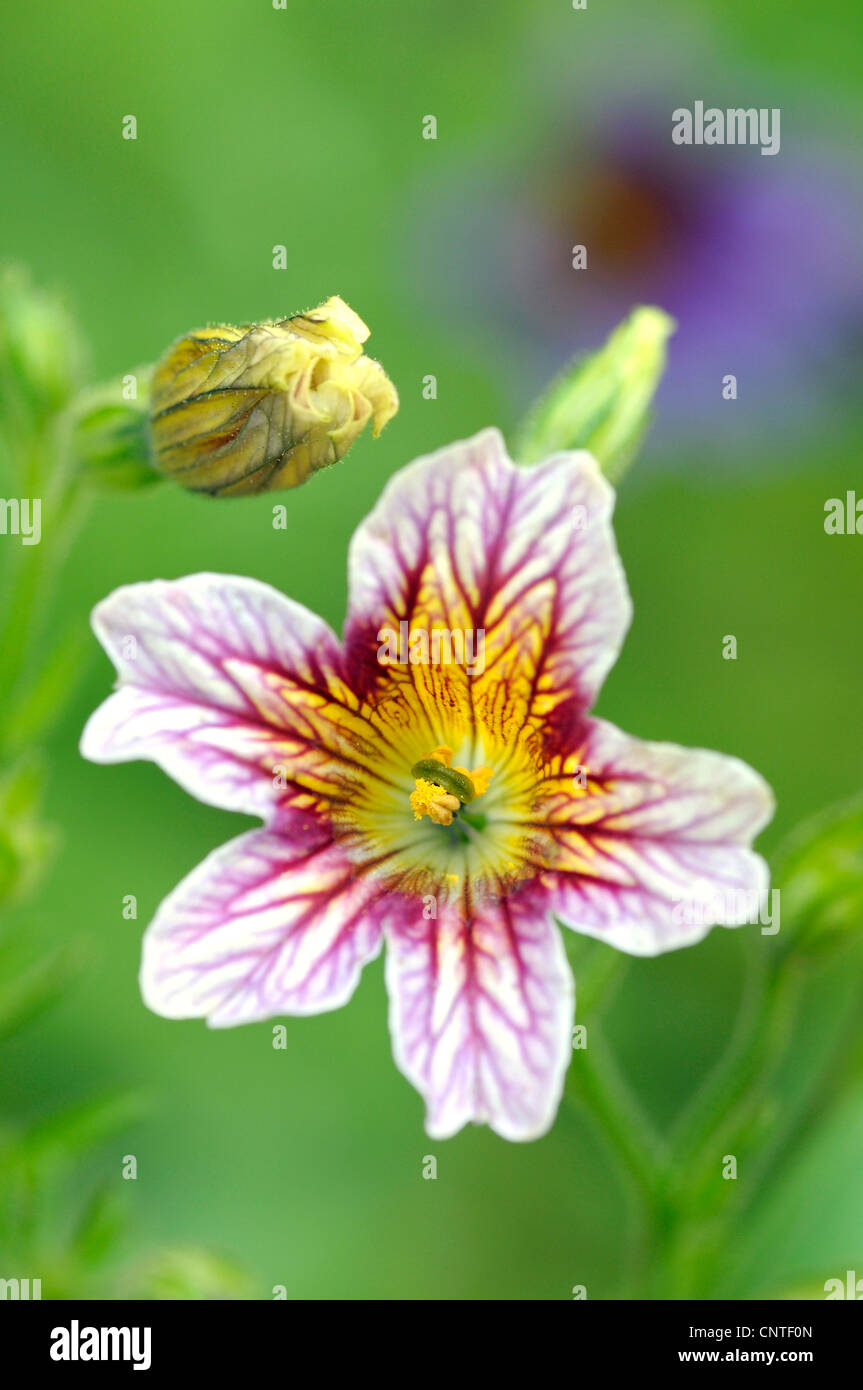 Paisley flower salpiglossis sinuata hires stock photography and images