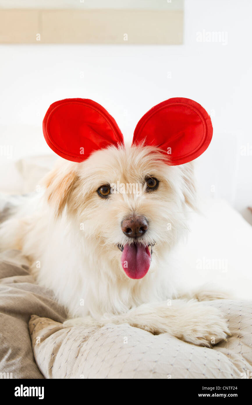 Dog wearing toy ears on bed Stock Photo