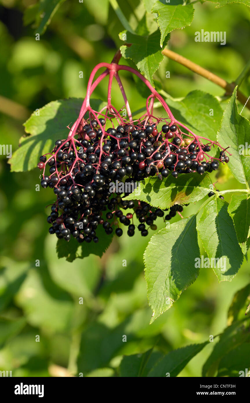 European black elder (Sambucus nigra), elder berries, Germany, North Rhine-Westphalia Stock Photo