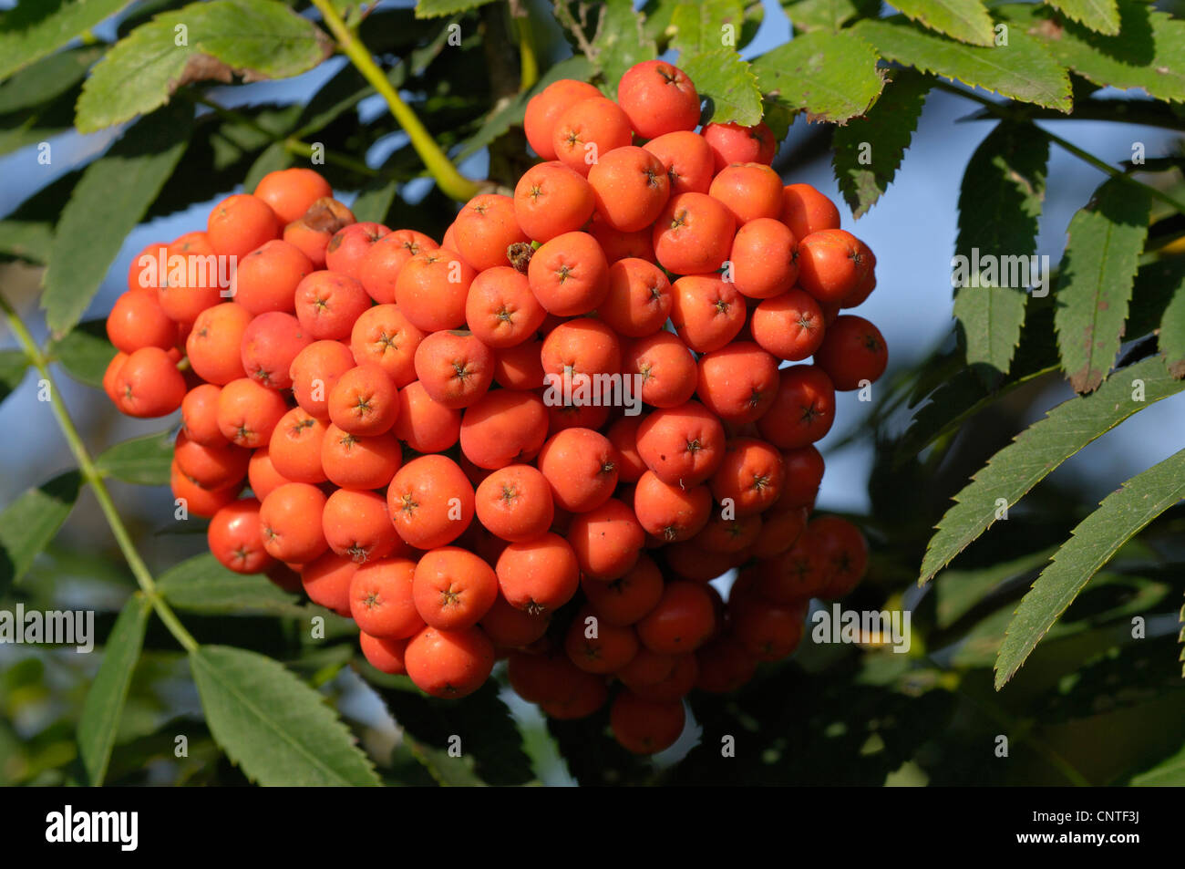 European mountainash, rowan tree (Sorbus aucuparia), rowan berries, Germany, North Rhine