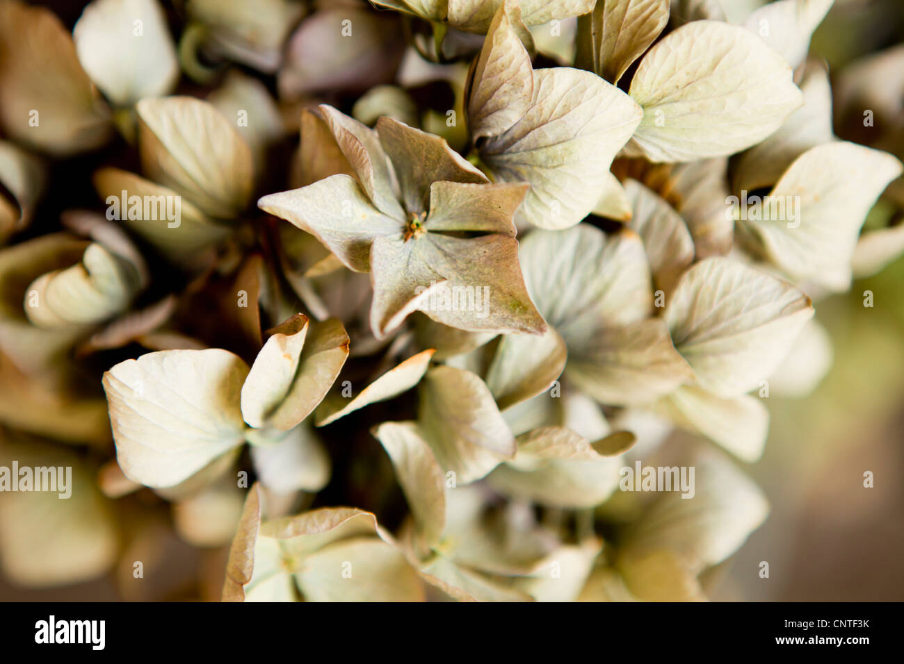 Dried hydrangea leaf hires stock photography and images Alamy
