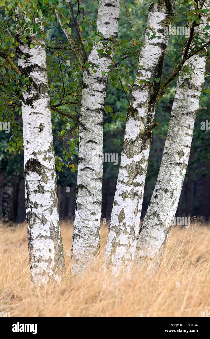 common birch, silver birch, European white birch, white birch (Betula pendula, Betula alba), stems in a heath, Germany, North Rhine-Westphalia, Nature Reserve Westruper Heide Stock Photo