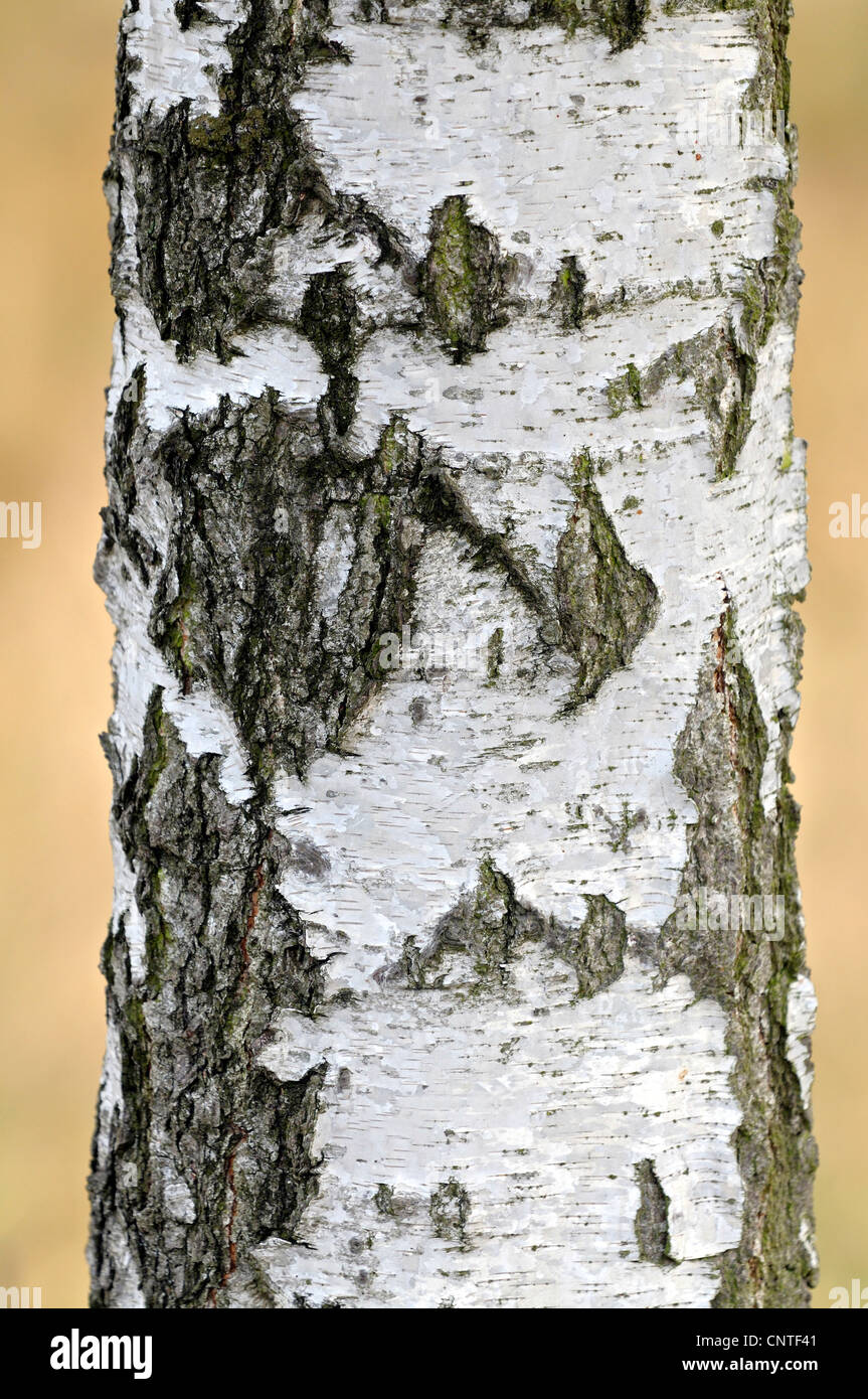 common birch, silver birch, European white birch, white birch (Betula pendula, Betula alba), bark, Germany, North Rhine-Westphalia Stock Photo